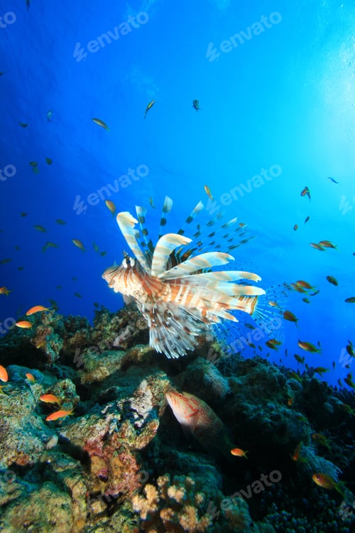 Preview: Lionfish And Coral Reef
