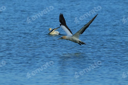 Preview: Australasian Gannet, New Zealand