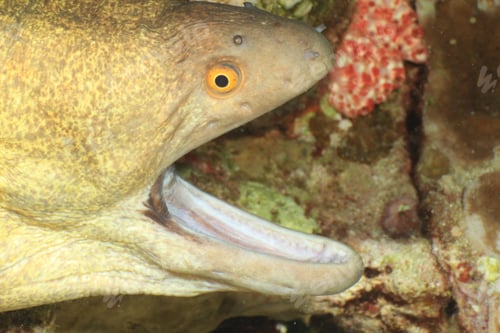 Preview: Yellowmargin Moray Eel Opens Its Mouth Wide For A Cleaner Wrasse