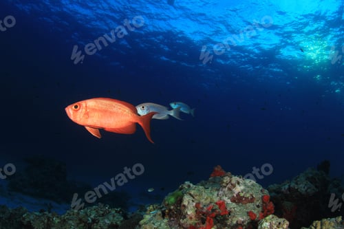 Preview: Coral Reef And Fish Underwater In Ocean