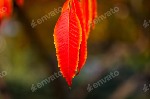 Vista previa: Autumn Red And Yellow Colors Of The Rhus Typhina, Staghorn Sumac, Anacardiaceae, Leaves Of Sumac On