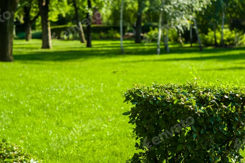 Preview: Early Summer Landscape, Old Park, Trees, Bushes, Green Grass, Bright Green Leaves