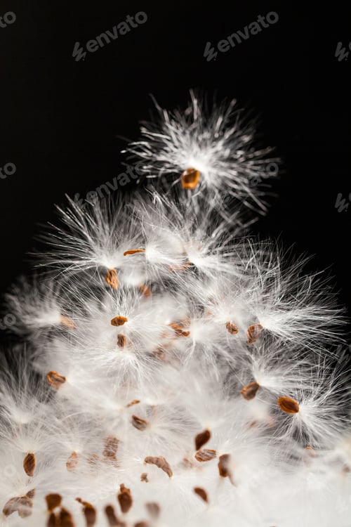 Preview: Abstract Composition With Dried Plants Seeds. Looks Like Dandelion Seeds