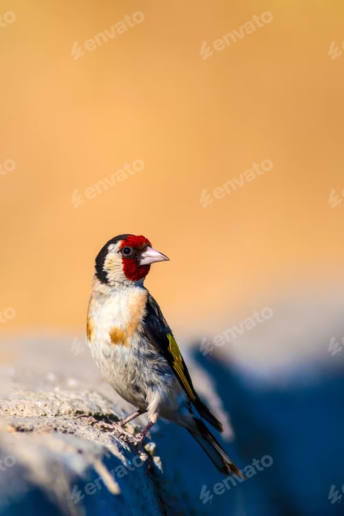 Preview: Cute Bird. Yellow Nature Background. European Goldfinch / Carduelis Carduelis