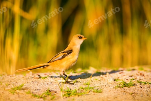 Preview: Cute Bird. Warm Colors Nature Background Bearded Reedling / Panurus Biarmicus