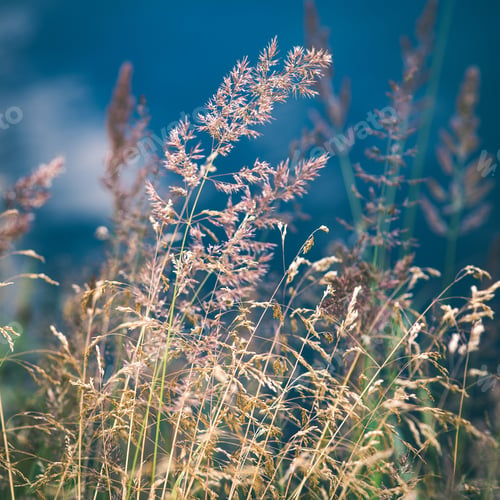 Preview: Beautiful Grass Bents On The Background Of Blue Water In Summer - Instant Vintage Square Photo