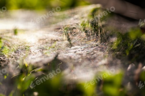 Preview: Buxus Sempervirens Bush - Macro Details With Spiderweb And Soft Focus