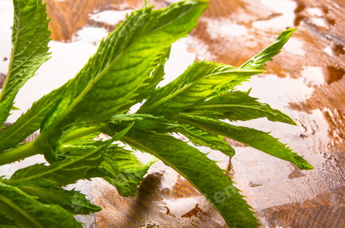 Preview: Fresh Spearmint Herb Mentha On A Wood Background