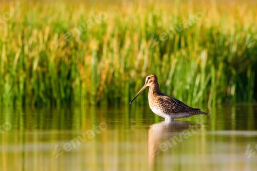 Preview: Water Bird Snipe. Green Nature Background Common Snipe / Gallinago Gallinago
