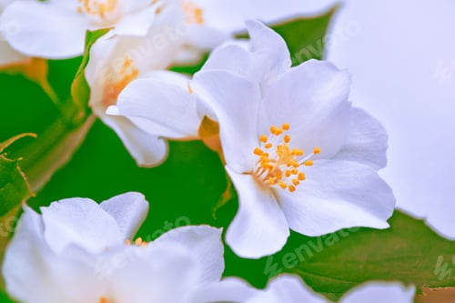 Preview: White Jasmine. The Branch Delicate Spring Flowers