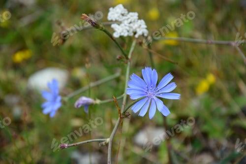 Preview: Common Chicory (Cichorium Intybus)