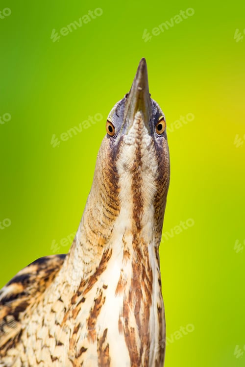 Preview: Bird Heron. Green Nature Background. Bird: Bittern. Botaurus Stellaris.