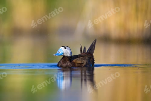 Preview: Cute Duck. Colorful Nature Background. Bird: White Headed Duck. Oxyura Leucocephala.