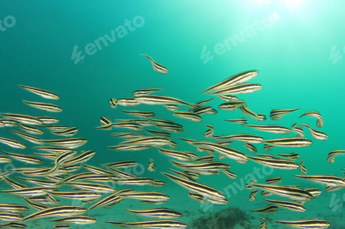 Preview: Striped Eel Catfish Shoal Underwater
