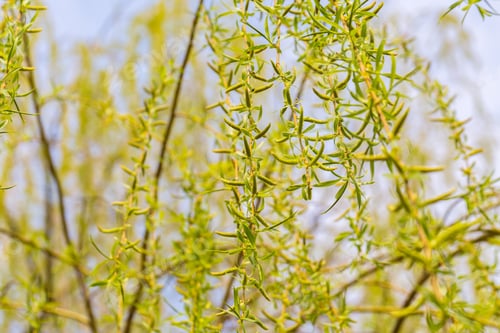 Preview: Young Leaves Of Willow Tree Photographed At Springtime. Beautiful Green Branch With First Leaves