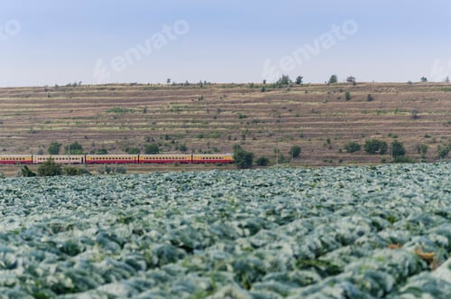 Preview: Look At The Cabbage Field On The Background Of A Passing Train, Moldova