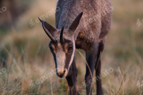 Preview: Chamois (Rupicapra Rupicapra) Vosges Mountains, France