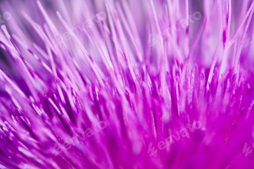 Preview: Close Up Of A Purple Flower