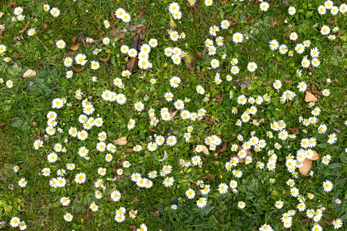 Preview: Masses Of Daisy Flowers On A Lawn