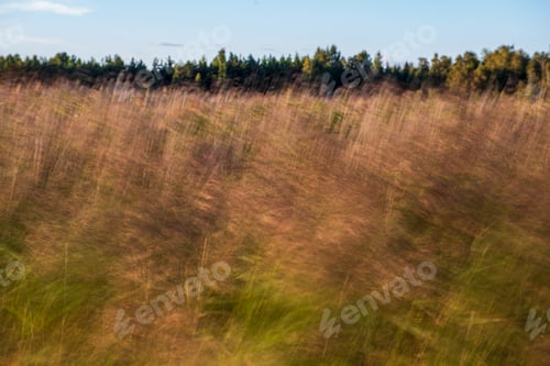 Preview: Grass And Foliage Texture In Country Nature Garden. Abstract Pattern