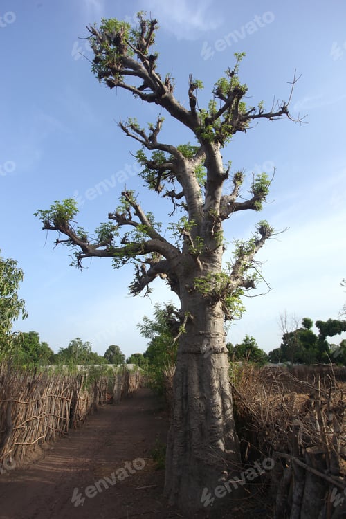 Preview: Young Baobab Grows On African Savannah - Vertical Photo - Gambia, Africa, During Dry Season