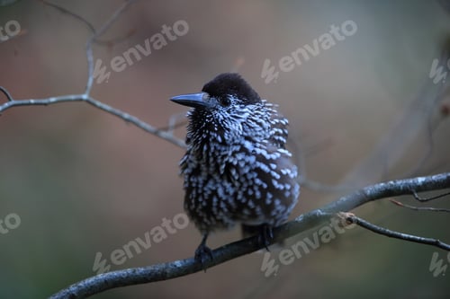 Preview: Spotted Nutcracker, Eurasian Nutcracker Black Forest Germany