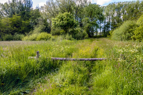 Preview: Closed Gate In A Dutch Nature Reserve. It Is Spring And The Spring Flowers Bloom In Abundance.