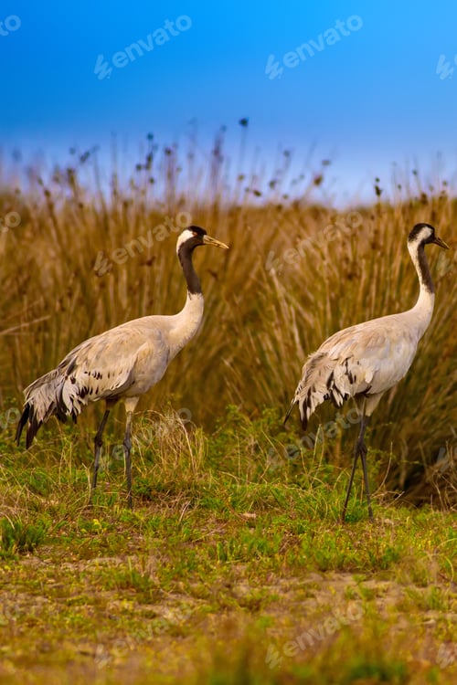 Preview: Cranes. Blue Green Nature Background. Bird: Common Crane. Grus Grus.
