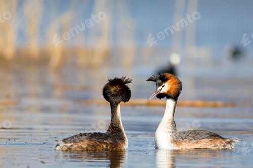 Preview: Couple Birds. Blue Water Background. Bird: Great Crested Grebe. Podiceps Cristatus.
