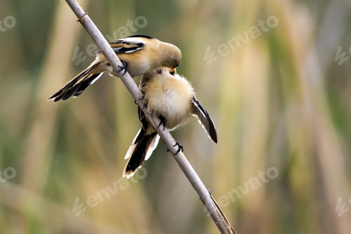 Preview: Cute Little Birds. Yellow Green Nature Background. Bird: Bearded Reedling.