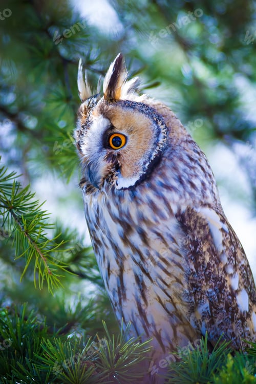 Preview: Forest And Owl. Green Pine Tree Background.