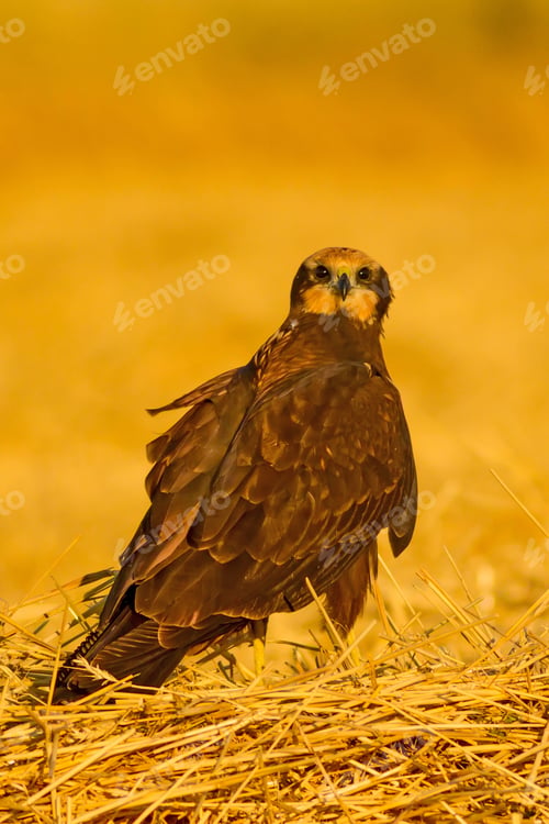 Preview: Wild Bird. Yellow Nature Background. Bird: Western Marsh Harrier. Circus Aeruginosus.