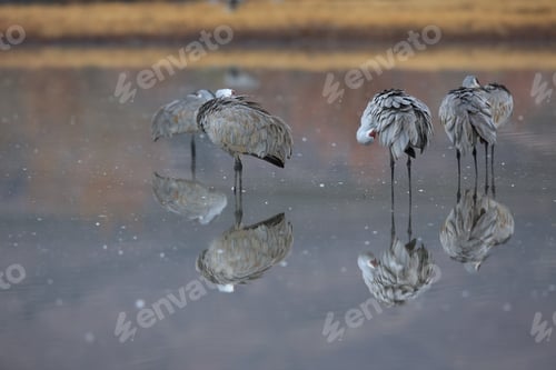 Preview: Sand Hill Crane (Grus Canadensis) At Bosque Del Apache National Wildlife Refuge