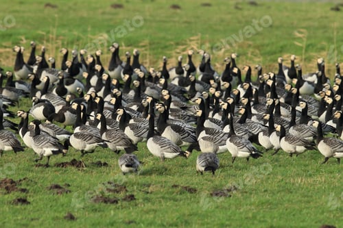 Preview: Branta Leucopsis, Barnacle Goose, Zingst Germany