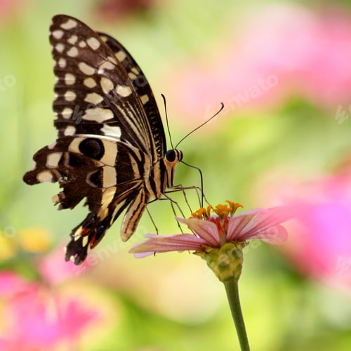 Preview: Beautiful Butterfly Rests On A Flower In The Lake Manyara National Park, Tanzania