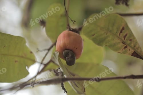 Preview: Nature Detail - Macro Photography Of A Single Cashew Nut In Green Shell, With A Cashew Apple