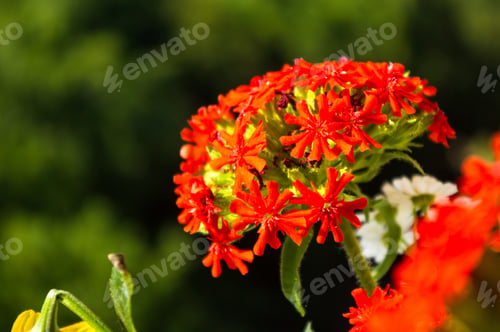 Preview: A Colorful Bouquet Of Bright Spring Flowers Of Various Types, Close-Up