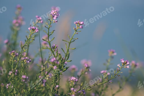 Preview: Non Specific Nature Forest Bed Details Of Foliage, Close Up Macro Image With Leaves, Branches And