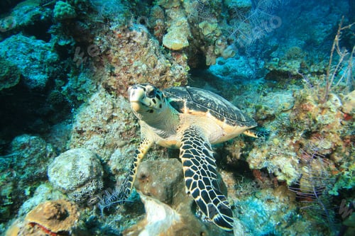 Preview: Hawksbill Turtle Eretmochelys Imbricata Eating Sponge