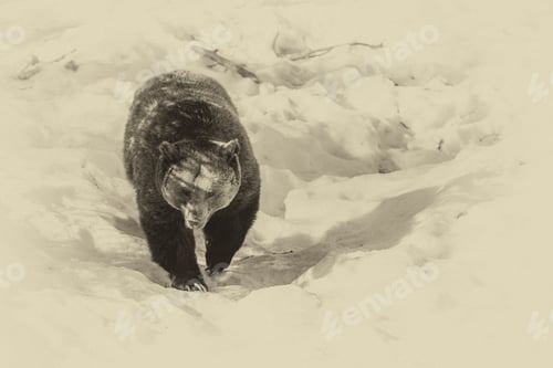 Preview: Vintage Style Image Of A Brown Bear (Ursus Arctos) In The Bayerischer Wald National Park, Bayern