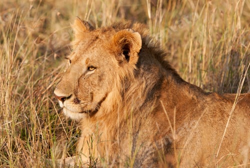 Preview: Male African Lion In The Maasai Mara National Park, Kenya
