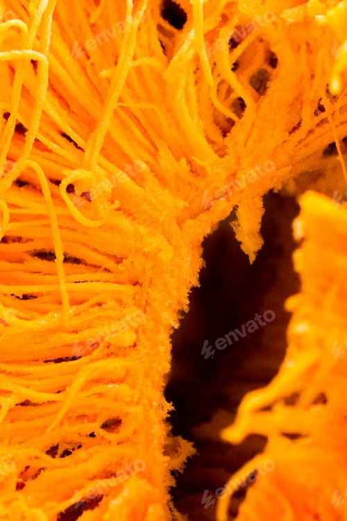 Preview: Pumpkin Details From Inside - Texture And Background