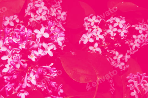Preview: Bright And Colorful Flowers Lilac On The Background Of Spring Landscape.