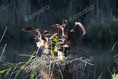Preview: Purple Heron (Ardea Purpurea), Young Birds Begging Adult Bird For Food,Baden-Wuerttemberg, Germany