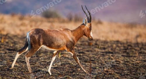 Preview: A Blesbok Antelope (Damaliscus Pygargus) In The Malolotja Nature Reserve, Swaziland