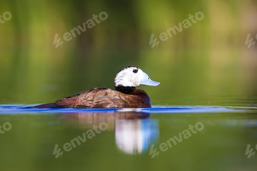 Preview: Swimming Duck. Colorful Lake Habitat Background. Bird: White Headed Duck. Oxyura Leucocephala.