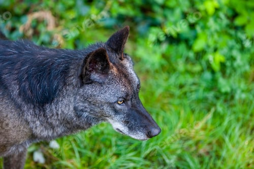 Preview: Black Wolf In The Forest