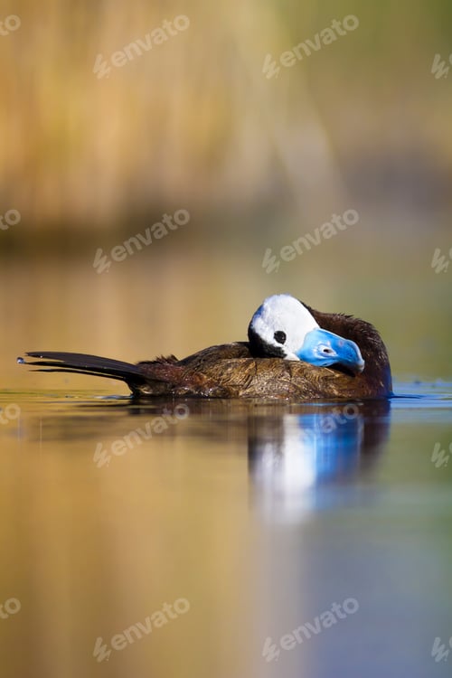 Preview: Duck Swimming In Lake. Cute White Headed Duck. Nature Colors Background. White Headed Duck Oxyura