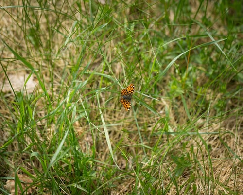 Preview: Beautiful Spring Butterfly Sitting On Plant On Meadow In Sunny Day.