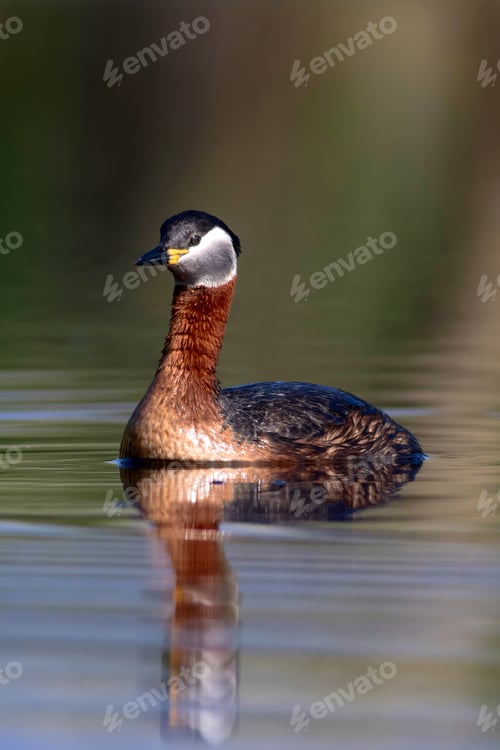 Preview: Swimming Bird. Bird: Green, Blue Nature Background. Red Necked Grebe. Podiceps Grisegena.